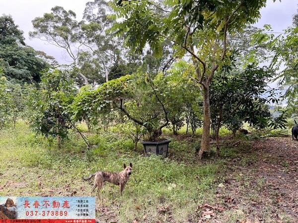 苗栗公館農地-4