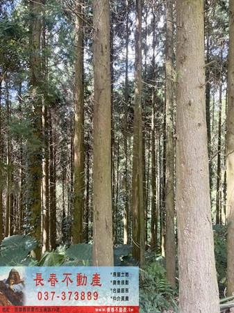 苗栗大湖農地-3