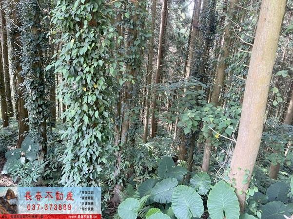 苗栗大湖農地-5