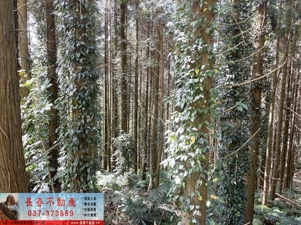 苗栗大湖農地-6