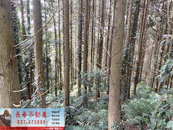 苗栗大湖農地-7