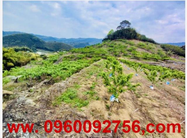 苗栗大湖農地-2