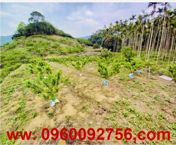 苗栗大湖農地-4