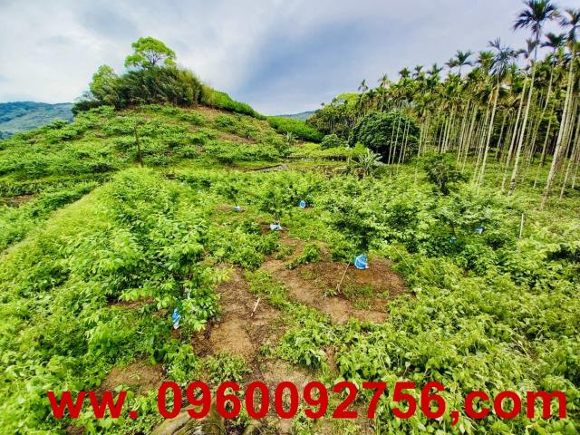 苗栗大湖農地-6