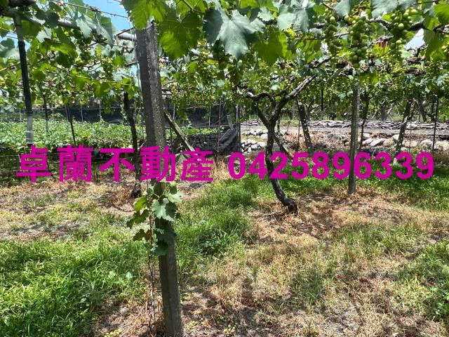 苗栗卓蘭農地-5