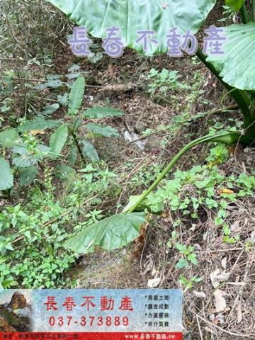 苗栗銅鑼農地-9