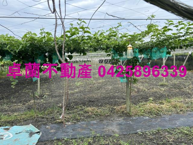 苗栗卓蘭農地-8