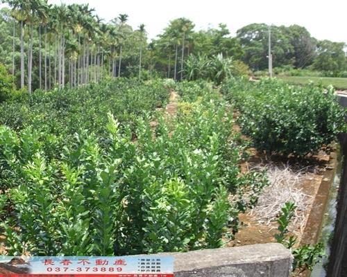 苗栗苗栗市農地-3