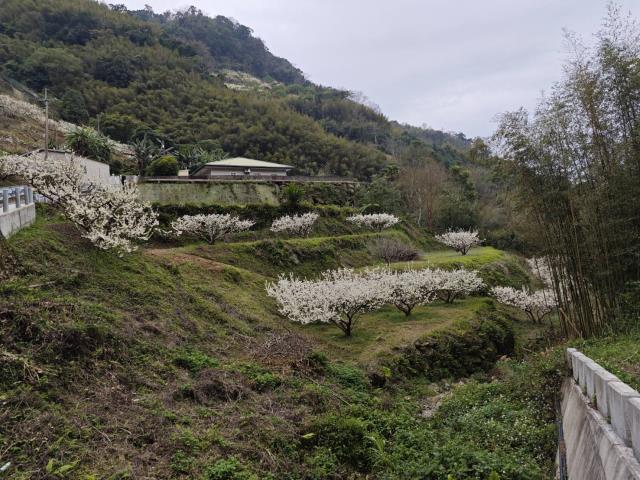 苗栗泰安農地-0