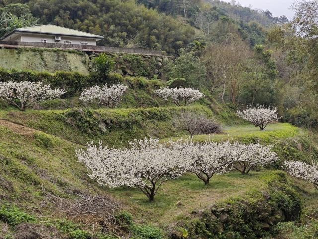 苗栗泰安農地-1