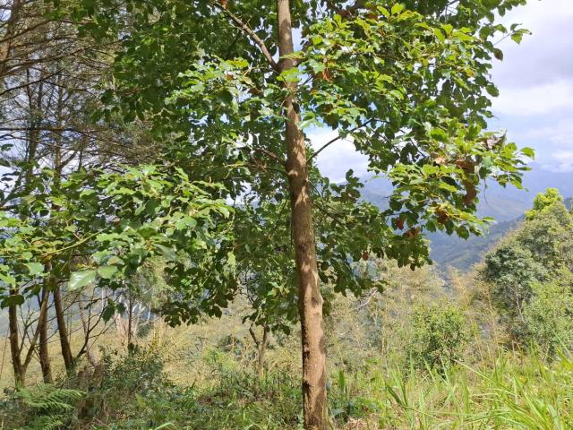 苗栗泰安農地-3