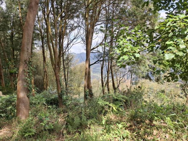 苗栗泰安農地-6