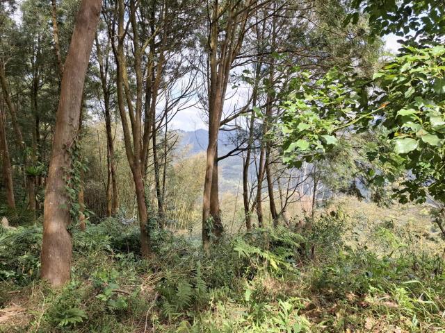 苗栗泰安農地-7