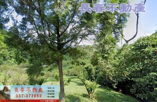 苗栗大湖農地-3