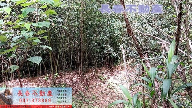 苗栗銅鑼農地-2