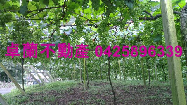 苗栗卓蘭農地-5