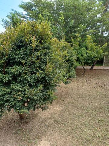 苗栗通霄農地-6