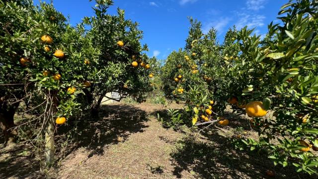 苗栗頭份農地-0
