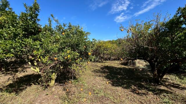 苗栗頭份農地-8