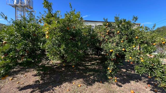 苗栗頭份農地-9