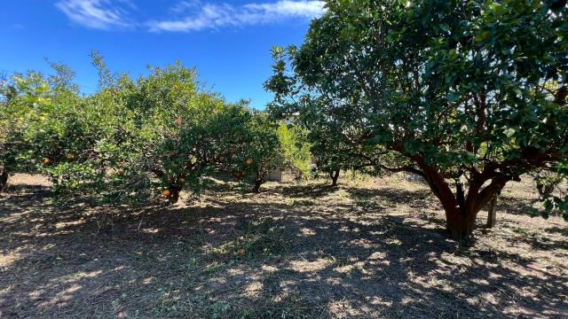 苗栗頭份農地-12