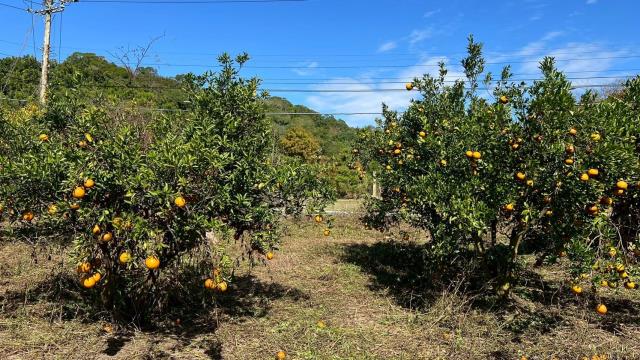 苗栗頭份農地-14