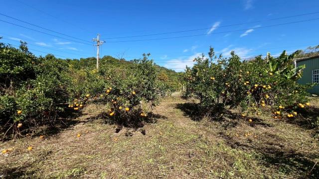 苗栗頭份農地-9