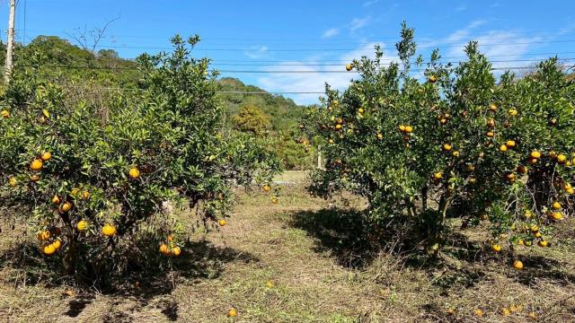 苗栗頭份農地-7
