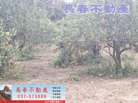 苗栗頭屋農地-2