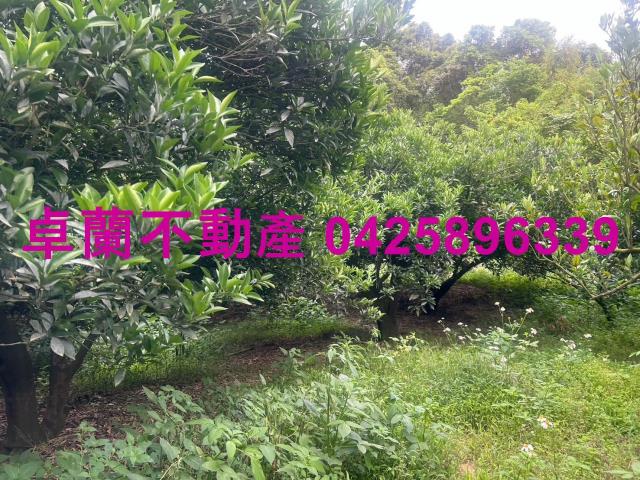 苗栗卓蘭農地-8