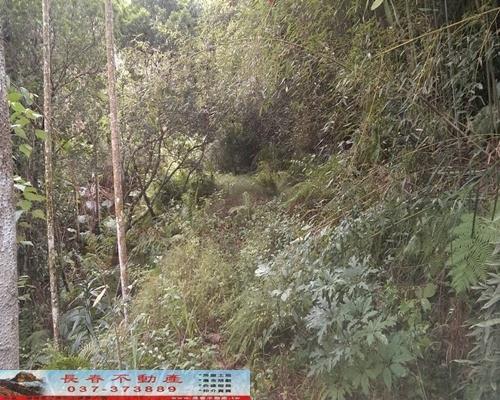 苗栗銅鑼農地-2