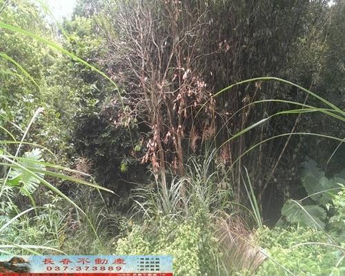 苗栗銅鑼農地-1